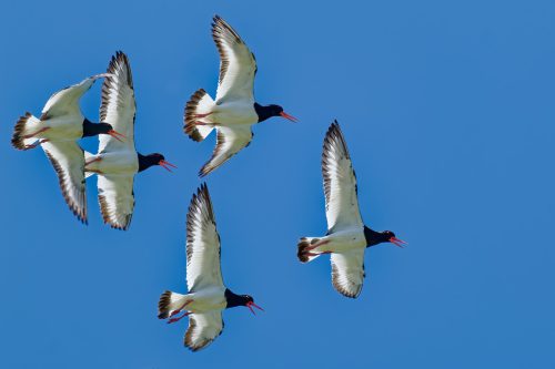 Austernfischer Norderney